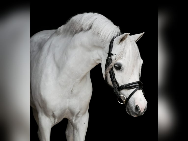 Welsh-B Mix Wallach 16 Jahre 126 cm Schimmel in Wormer