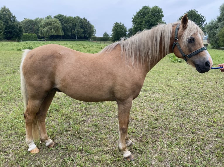 Welsh-B Wallach 16 Jahre 134 cm Palomino in Bad Sulza