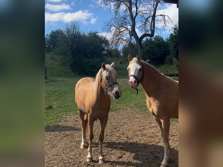 Welsh-B Wallach 16 Jahre 134 cm Palomino in Bad Sulza