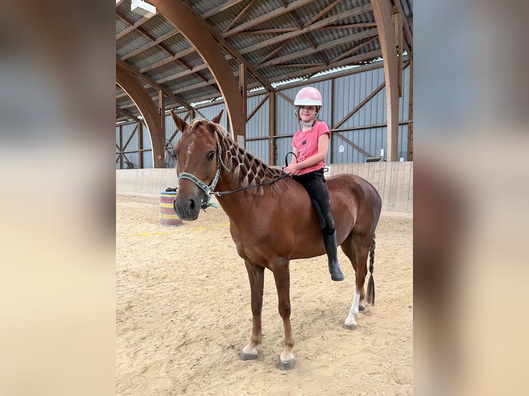 Welsh-B Wallach 16 Jahre 135 cm Fuchs in Ardon