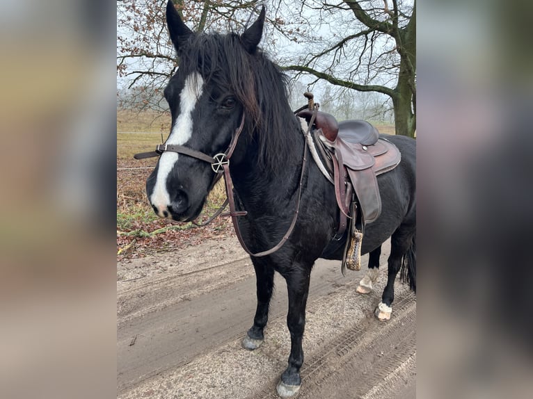 Welsh-B Wallach 16 Jahre 138 cm Rappe in Botelsdorf