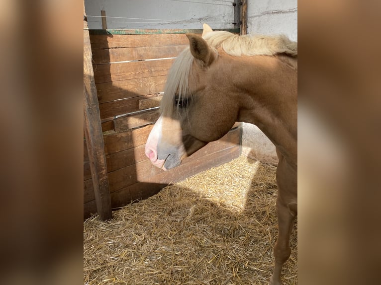 Welsh-B Wallach 16 Jahre Palomino in Herzberg