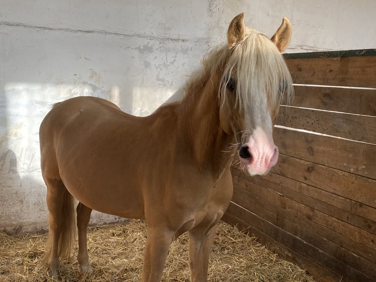 Welsh-B Wallach 16 Jahre Palomino in Herzberg