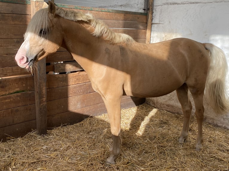 Welsh-B Wallach 16 Jahre Palomino in Herzberg