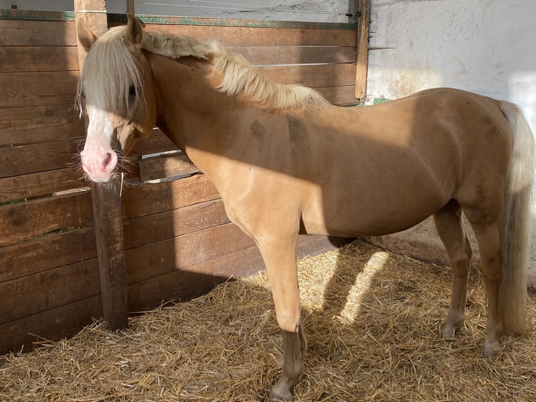 Welsh-B Wallach 16 Jahre Palomino in Herzberg