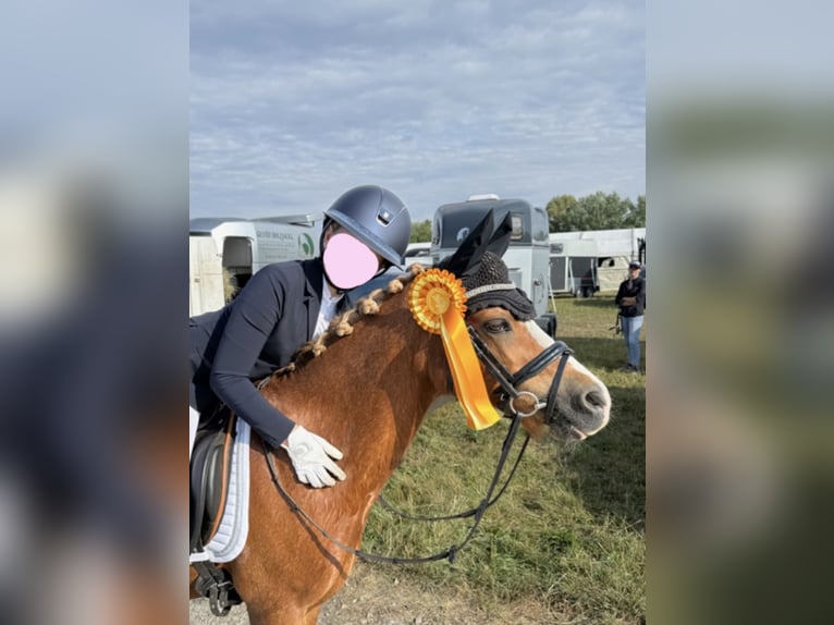 Welsh-B Wallach 17 Jahre 125 cm Fuchs in Oberding
