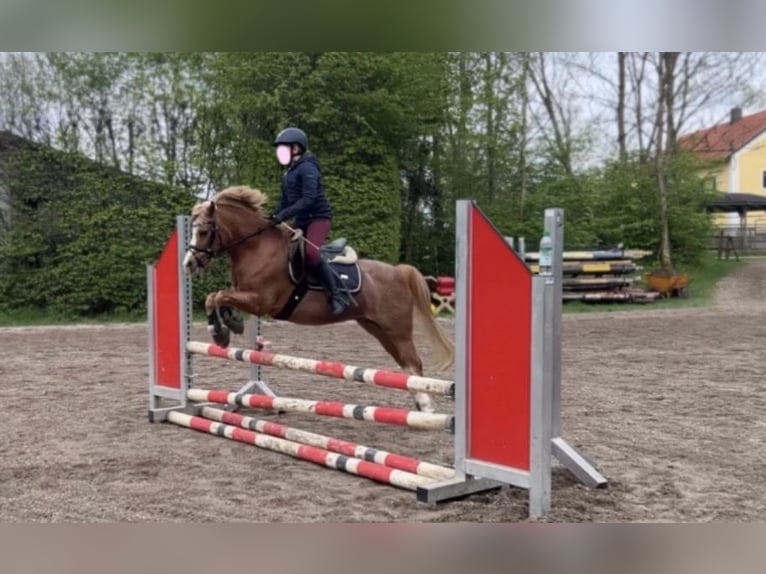 Welsh-B Wallach 17 Jahre 125 cm Fuchs in Oberding