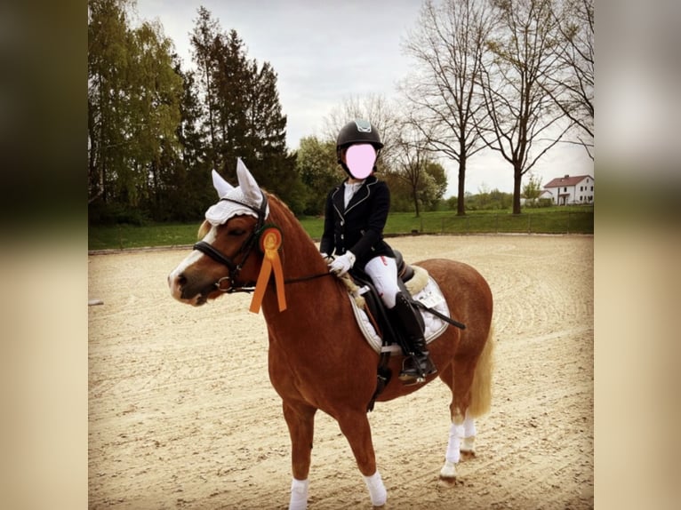 Welsh-B Wallach 17 Jahre 125 cm Fuchs in Oberding