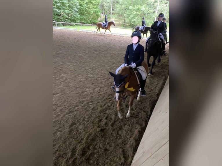 Welsh-B Wallach 17 Jahre 125 cm Fuchs in Oberding