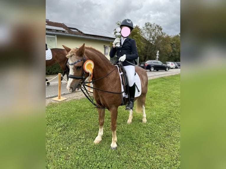 Welsh-B Wallach 17 Jahre 125 cm Fuchs in Oberding