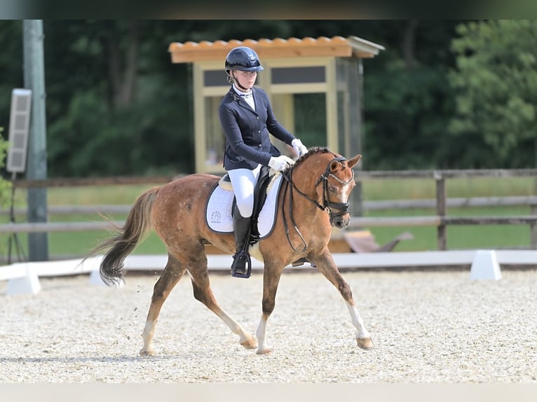 Welsh-B Wallach 17 Jahre 130 cm Fuchs in Hengelo (Gld)