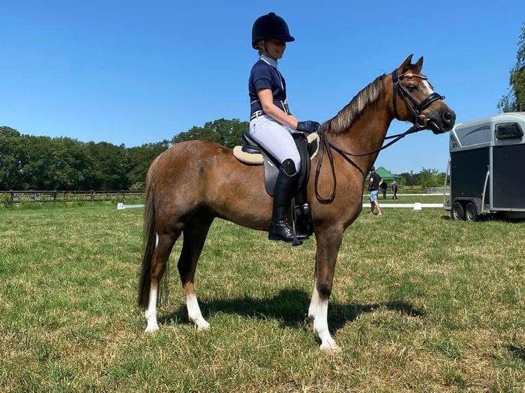 Welsh-B Wallach 17 Jahre 130 cm Fuchs in Hengelo (Gld)