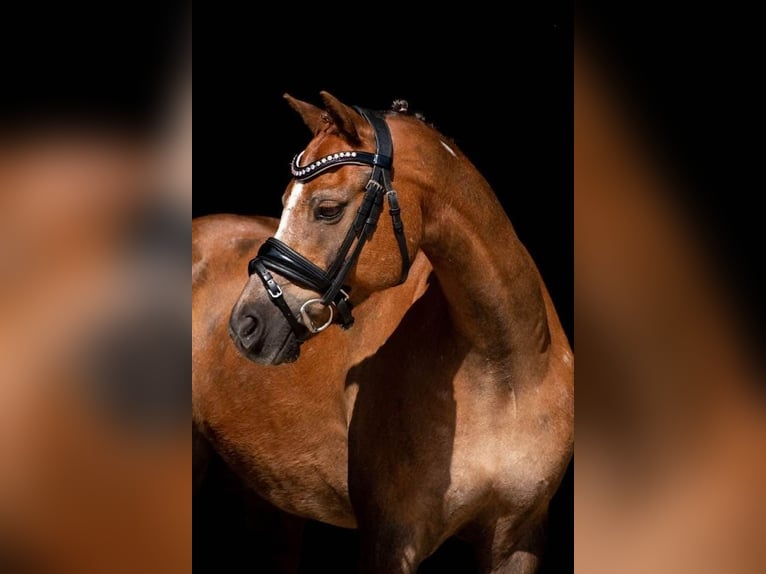 Welsh-B Wallach 17 Jahre 130 cm Fuchs in Hengelo (Gld)