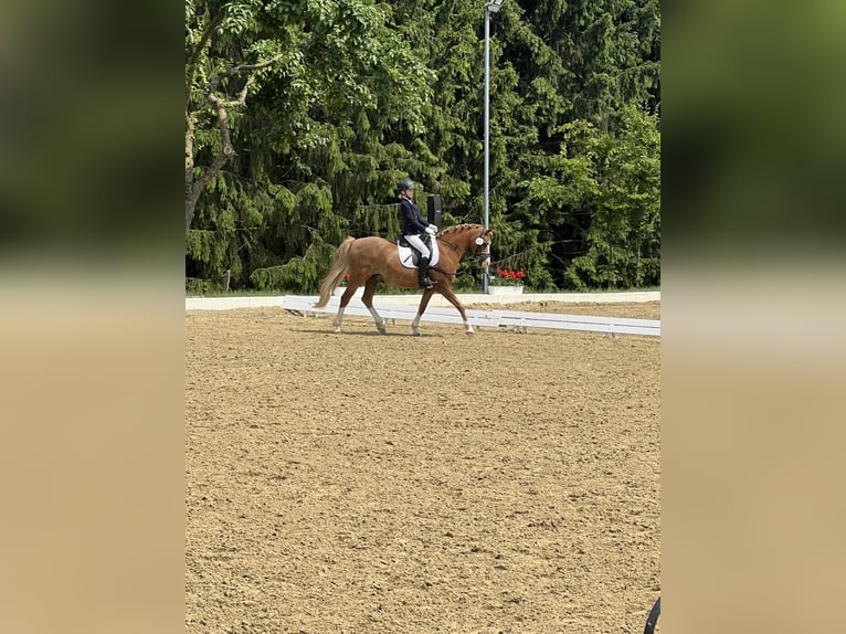 Welsh-B Wallach 17 Jahre 133 cm Fuchs in Overath