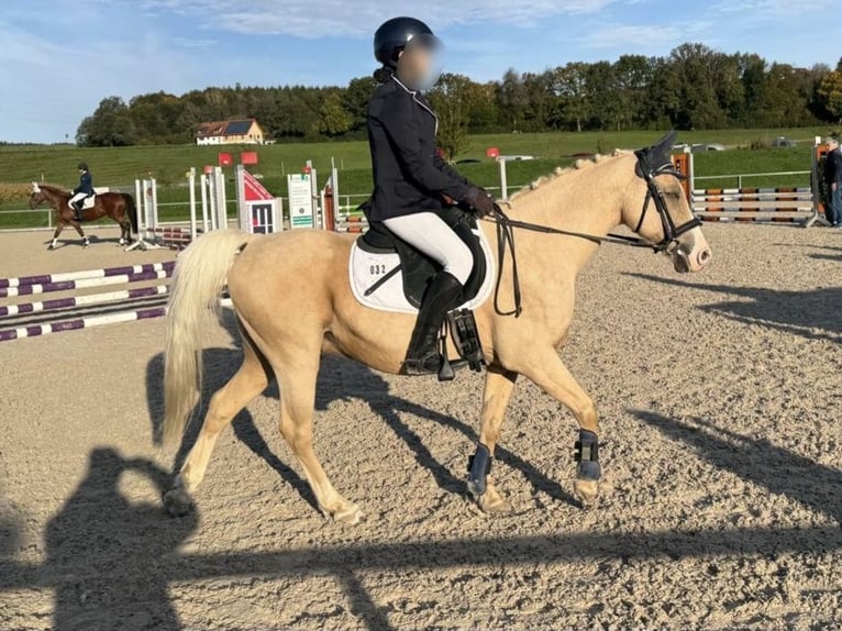 Welsh-B Mix Wallach 17 Jahre 135 cm Palomino in Amtzell