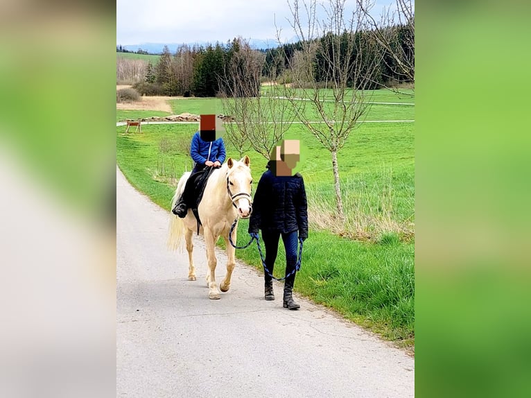 Welsh-B Mix Wallach 17 Jahre 135 cm Palomino in Amtzell