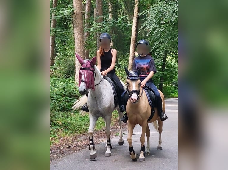 Welsh-B Mix Wallach 17 Jahre 135 cm Palomino in Amtzell