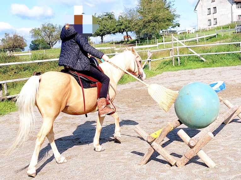 Welsh-B Mix Wallach 17 Jahre 135 cm Palomino in Amtzell