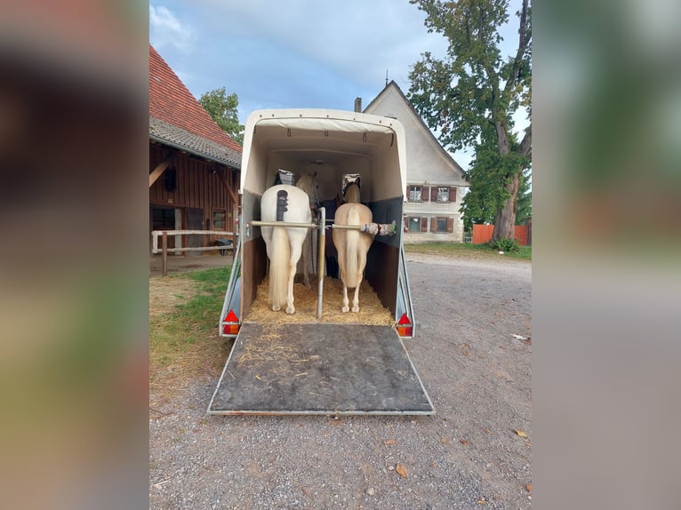 Welsh-B Mix Wallach 17 Jahre 135 cm Palomino in Amtzell