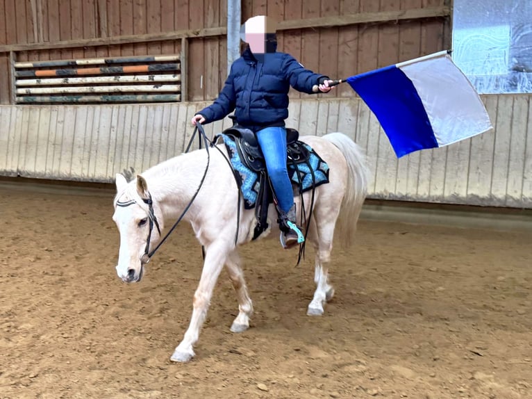 Welsh-B Mix Wallach 17 Jahre 135 cm Palomino in Amtzell