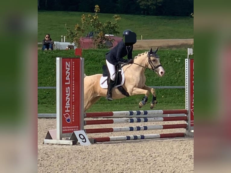 Welsh-B Mix Wallach 17 Jahre 135 cm Palomino in Amtzell