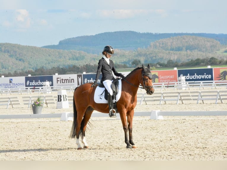 Welsh-B Wallach 17 Jahre 148 cm Brauner in Praha v&#xFD;chod