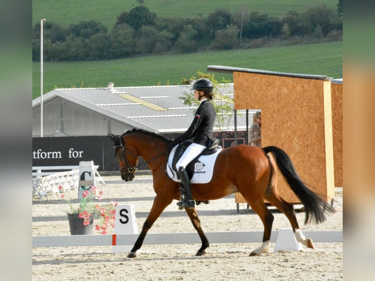 Welsh-B Wallach 17 Jahre 148 cm Brauner in Praha v&#xFD;chod