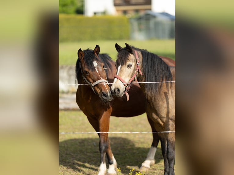 Welsh-B Mix Wallach 17 Jahre 150 cm Brauner in Uehlfeld