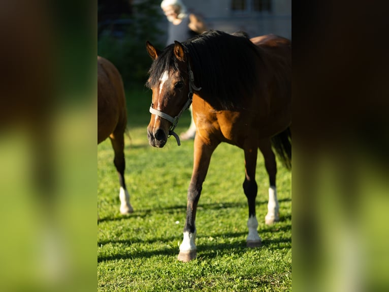 Welsh-B Mix Wallach 17 Jahre 150 cm Brauner in Uehlfeld