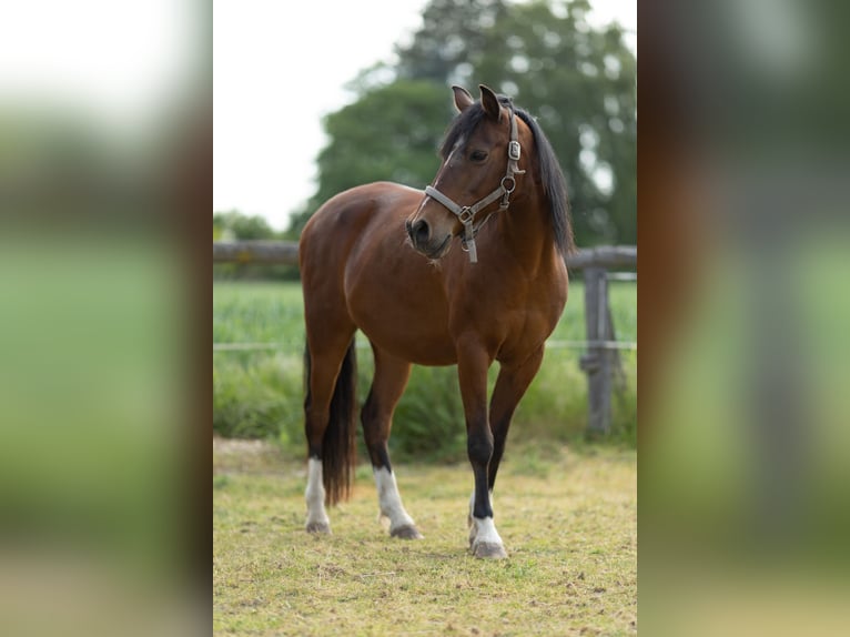 Welsh-B Mix Wallach 17 Jahre 150 cm Brauner in Uehlfeld