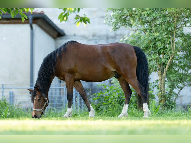 Welsh-B Mix Wallach 17 Jahre 150 cm Brauner in Uehlfeld