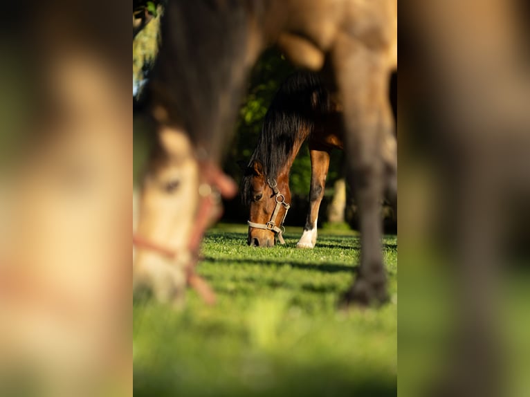 Welsh-B Mix Wallach 17 Jahre 150 cm Brauner in Uehlfeld