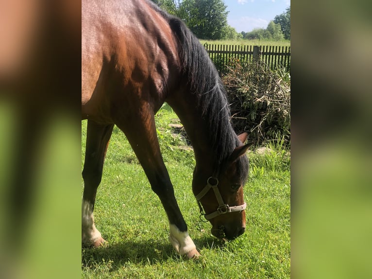 Welsh-B Mix Wallach 17 Jahre 150 cm Brauner in Uehlfeld