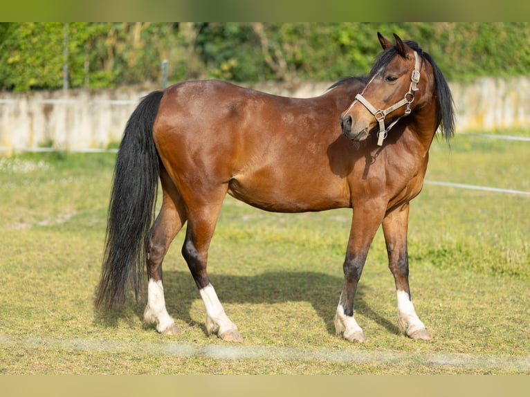 Welsh-B Mix Wallach 17 Jahre 150 cm Brauner in Uehlfeld