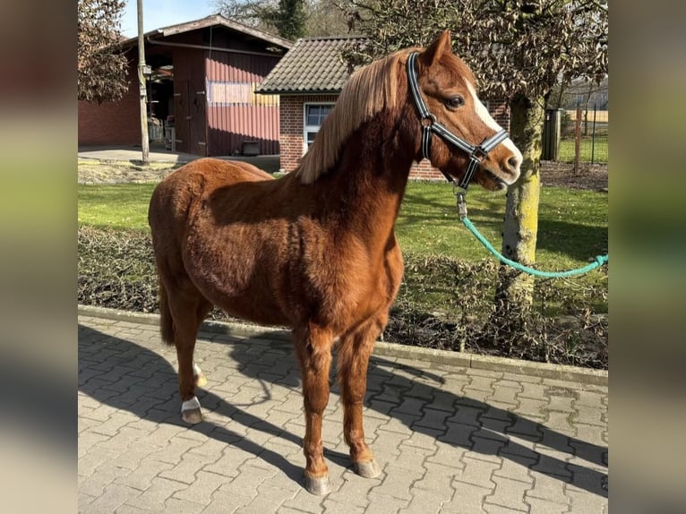 Welsh-B Wallach 17 Jahre Fuchs in Cappeln (Oldenburg)