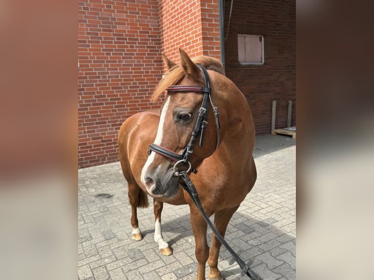 Welsh-B Wallach 17 Jahre Fuchs in Cappeln (Oldenburg)