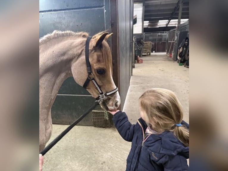 Welsh-B Wallach 18 Jahre 119 cm Roan-Red in Oudenbosch