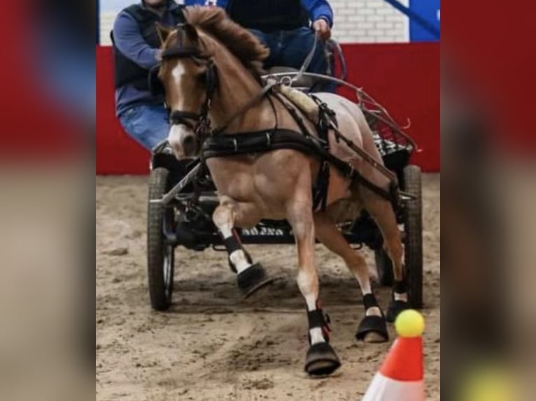 Welsh-B Wallach 18 Jahre 119 cm Roan-Red in Oudenbosch