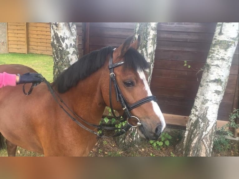 Welsh-B Wallach 18 Jahre 128 cm Brauner in Maulburg