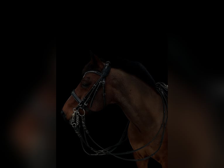 Welsh-B Mix Wallach 18 Jahre 133 cm Brauner in Anzing