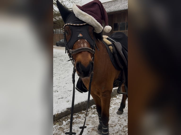 Welsh-B Mix Wallach 18 Jahre 133 cm Brauner in Anzing