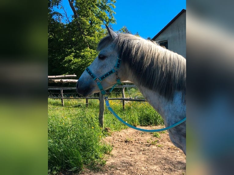 Welsh-B Mix Wallach 18 Jahre 135 cm Schimmel in Reifferscheid