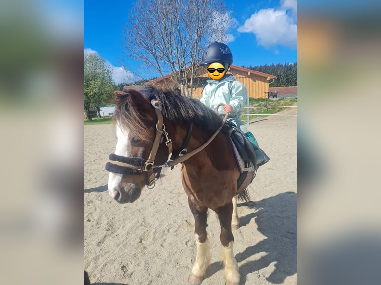 Welsh-B Wallach 19 Jahre 110 cm Dunkelfuchs in Isny im Allg&#xE4;u