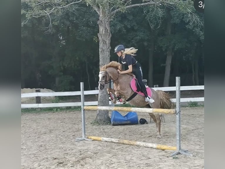 Welsh-B Wallach 19 Jahre 136 cm Rotschimmel in Twist