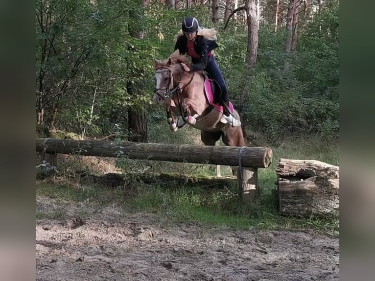 Welsh-B Wallach 19 Jahre 136 cm Rotschimmel in Twist