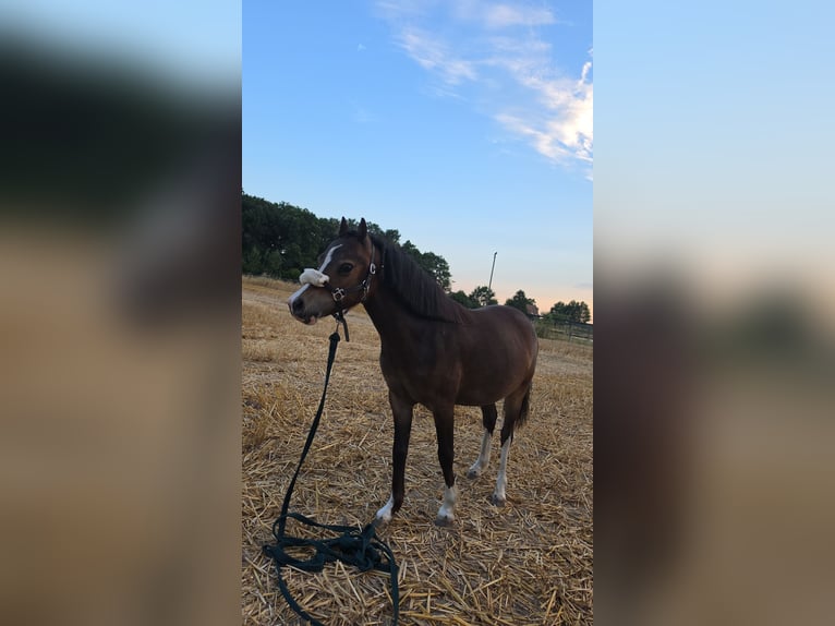 Welsh-B Wallach 1 Jahr 116 cm Brauner in Drensteinfurt