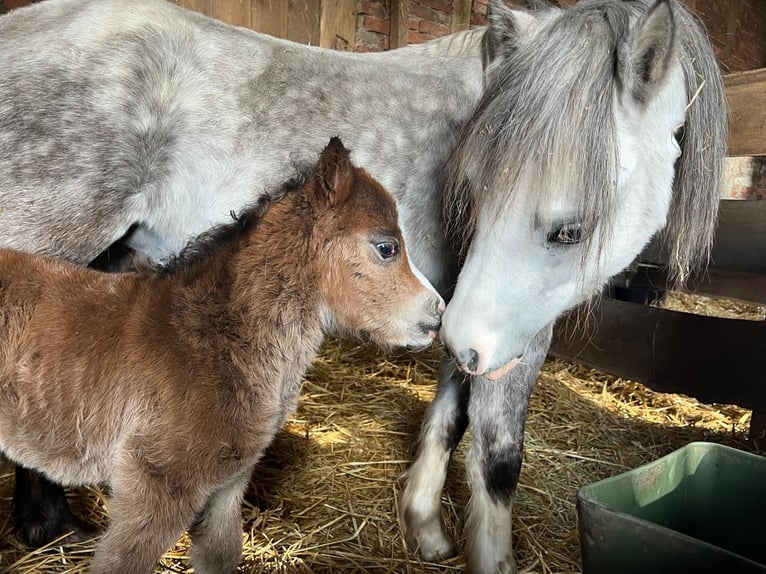 Welsh-B Wallach 1 Jahr 128 cm Dunkelbrauner in Warendorf