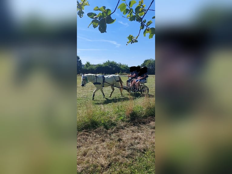 Welsh-B Wallach 20 Jahre 128 cm Schimmel in Miehlen