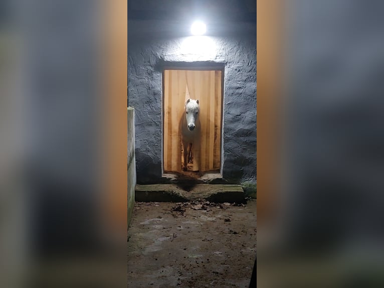 Welsh-B Wallach 21 Jahre 128 cm Schimmel in Miehlen