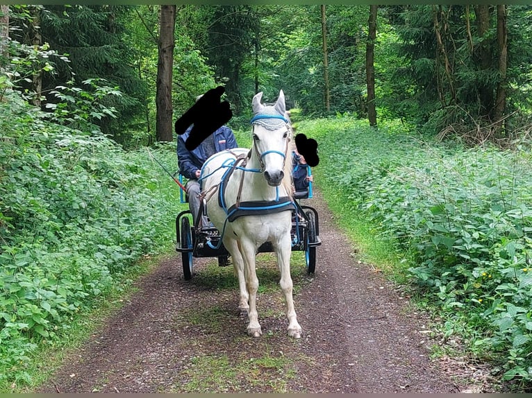 Welsh-B Wallach 21 Jahre 128 cm Schimmel in Miehlen